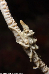 Xeno crab, Xenocarcinus tuberculatus. Picture taken in Mo... by Anouk Houben 